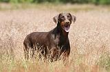 DOBERMANN 834